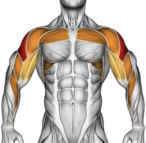 Dumbbell One Arm Upright Row — Muscles worked: Side delts, Chest, Serratus, Front delts, Upper back, Biceps, Forearms (Front)