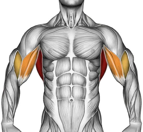 Cable Straight Arm Pulldown (Version 2) — Muscles worked: Lats, Rear delts, Upper back, Biceps (Front)