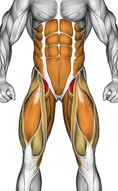 Hanging Oblique Knee Raise — Muscles worked: Core, Obliques, Abductors, Quadriceps, Adductors (Front)