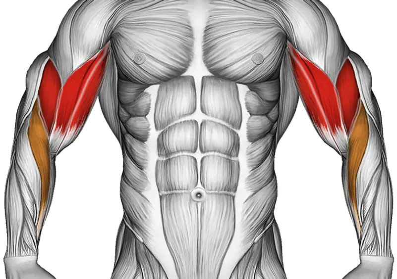 Cable Curl — Muscles worked: Biceps, Forearms