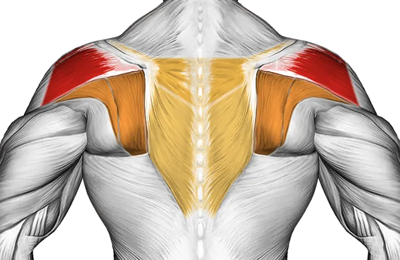 Rear Delt Stretch — Muscles worked: Rear delts, Upper back
