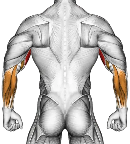 Dumbbell Biceps Curl Reverse — Muscles worked: Biceps, Forearms (Back)
