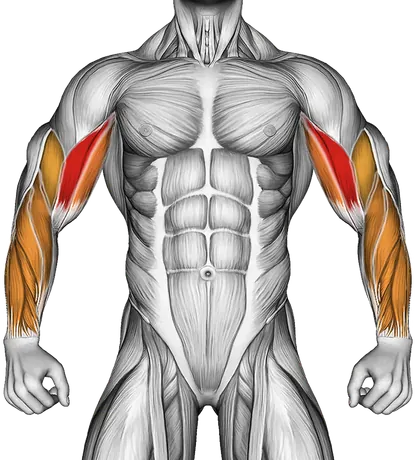 Dumbbell Biceps Curl Reverse — Muscles worked: Biceps, Forearms (Front)