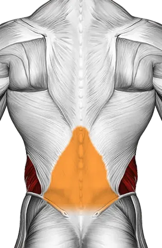 Kneeling Back Rotation Stretch — Muscles worked: Obliques, Chest, Front delts, Lower back (Back)