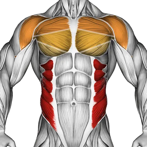 Kneeling Back Rotation Stretch — Muscles worked: Obliques, Chest, Front delts, Lower back (Front)