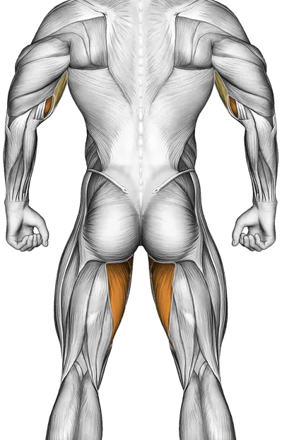 Butterfly Yoga Pose — Muscles worked: Quadriceps, Biceps, Adductors (Back)