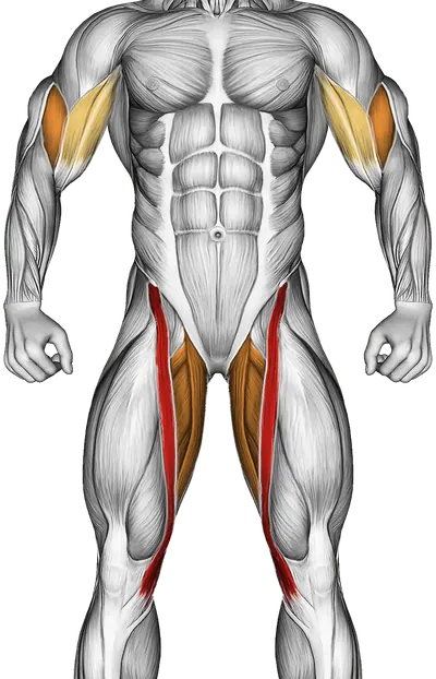 Butterfly Yoga Pose — Muscles worked: Quadriceps, Biceps, Adductors (Front)