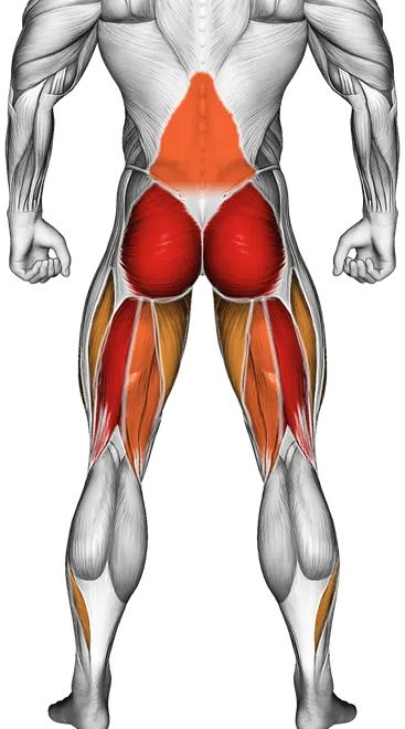 Sumo Deadlift: Form, Muscles Worked and Sumo vs Conventional — Muscles worked: Glutes, Hamstrings, Lower back, Quadriceps, Adductors, Calves, Abductors (Back)