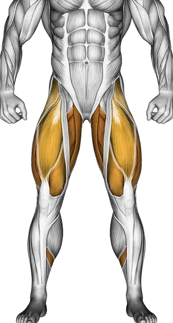 Sumo Deadlift: Form, Muscles Worked and Sumo vs Conventional — Muscles worked: Glutes, Hamstrings, Lower back, Quadriceps, Adductors, Calves, Abductors (Front)