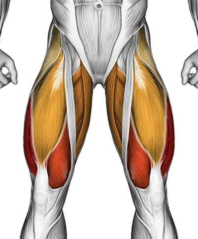 Dumbbell Bar Grip Sumo Squat — Muscles worked: Quadriceps, Glutes, Abductors, Adductors, Hamstrings (Front)