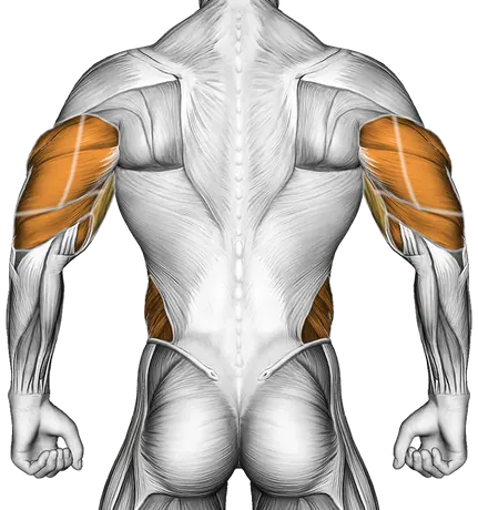 Shoulder Tap — Muscles worked: Chest, Front delts, Biceps, Triceps, Forearms, Core, Obliques (Back)