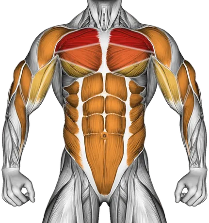Shoulder Tap — Muscles worked: Chest, Front delts, Biceps, Triceps, Forearms, Core, Obliques (Front)