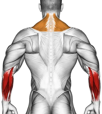 Kettlebell Unilateral Farmers Walk — Muscles worked: Forearms, Traps (Back)
