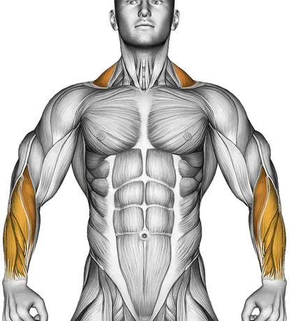 Kettlebell Unilateral Farmers Walk — Muscles worked: Forearms, Traps (Front)