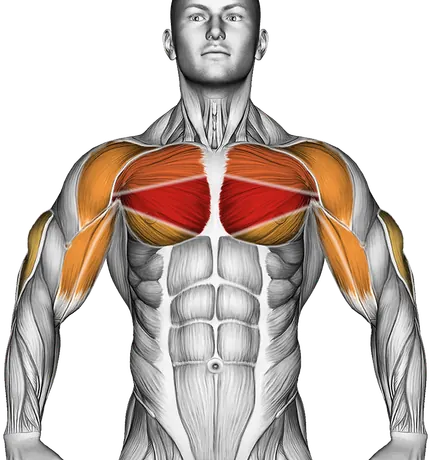 Deep Push-Up — Muscles worked: Chest, Front delts, Biceps, Triceps (Front)