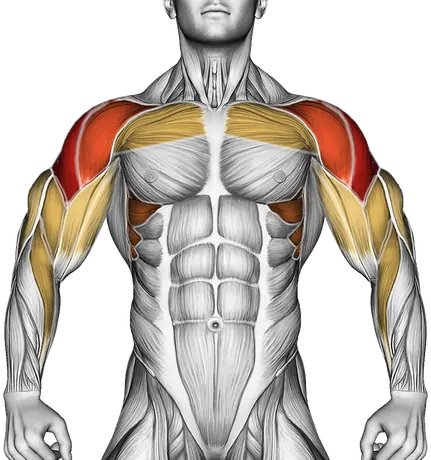 How to Build Bigger Shoulders — Muscles worked: Side delts, Front delts, Serratus, Chest, Upper back, Biceps, Triceps, Forearms (Front)