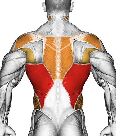 Band Kneeling One Arm Pulldown — Muscles worked: Lats, Rear delts, Upper back, Obliques, Neck (Back)
