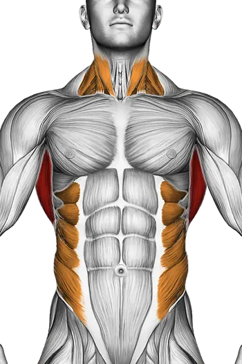 Band Kneeling One Arm Pulldown — Muscles worked: Lats, Rear delts, Upper back, Obliques, Neck (Front)