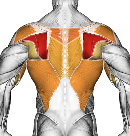Side Step Rear Delt Row — Muscles worked: Upper back, Rear delts, Lats, Biceps (Back)