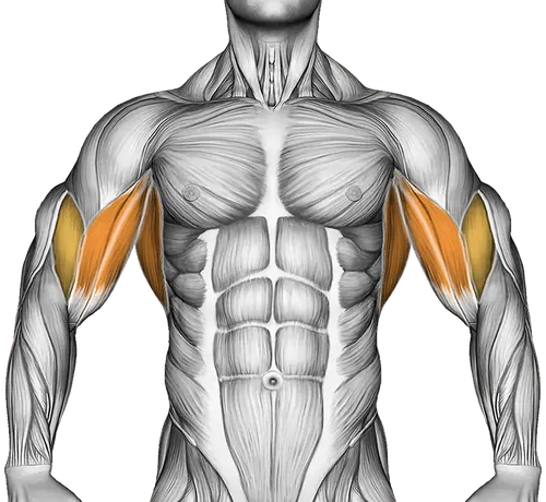 Side Step Rear Delt Row — Muscles worked: Upper back, Rear delts, Lats, Biceps (Front)