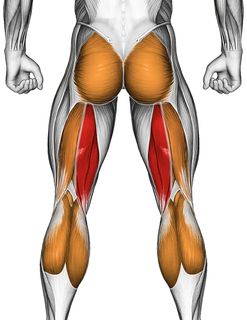 Glute Ham Raise (Version 2) — Muscles worked: Hamstrings, Glutes, Calves
