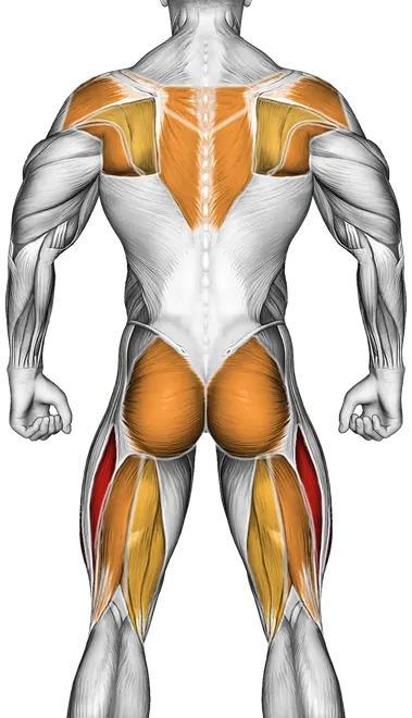 Table Top Bridge — Muscles worked: Quadriceps, Rear delts, Lats, Upper back, Core, Glutes, Hamstrings (Back)