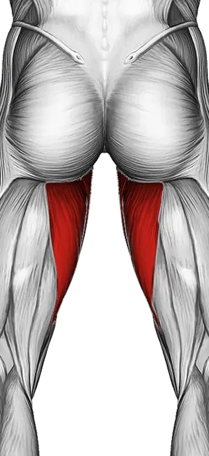 Side Lying Hip Adduction — Muscles worked: Adductors, Quadriceps (Back)