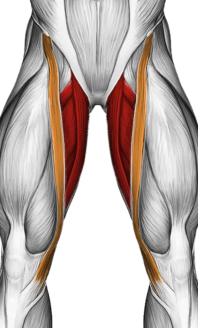 Side Lying Hip Adduction — Muscles worked: Adductors, Quadriceps (Front)