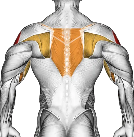 Barbell Upright Row — Muscles worked: Side delts, Serratus, Front delts, Upper back, Biceps, Forearms (Back)
