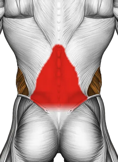 Spinal Stretch (on Stability Ball) — Muscles worked: Lower back, Core, Obliques (Back)