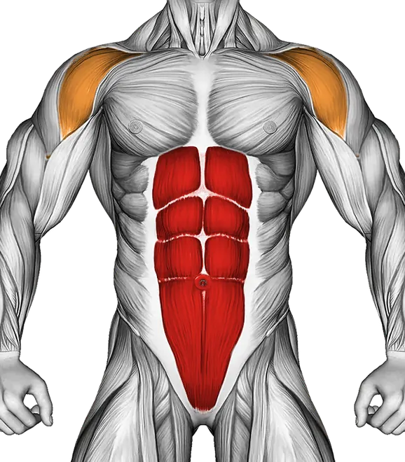 Chin to Chest Stretch — Muscles worked: Core, Front delts