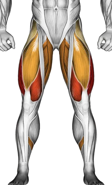 Squat Form: How to Squat With Proper Technique — Muscles worked: Quadriceps, Glutes, Adductors, Hamstrings, Calves, Abductors (Front)