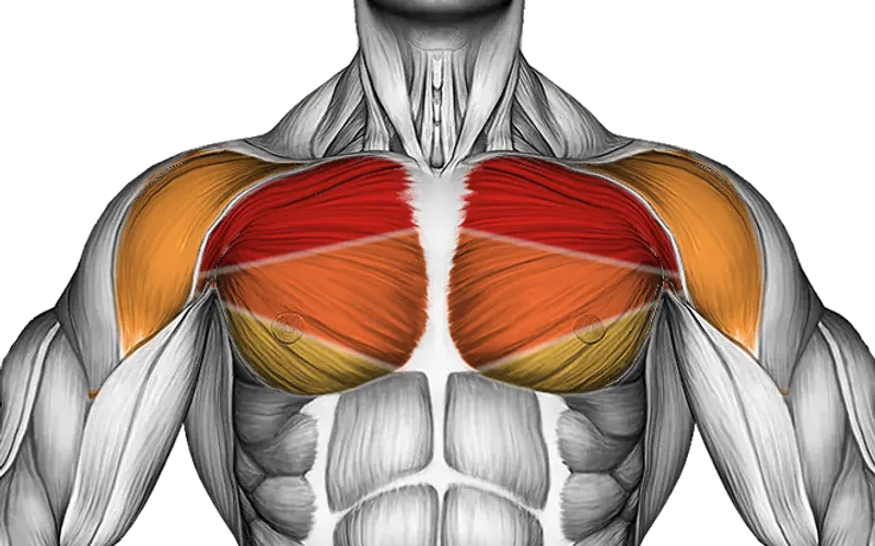 Suspension Fly — Muscles worked: Chest, Front delts