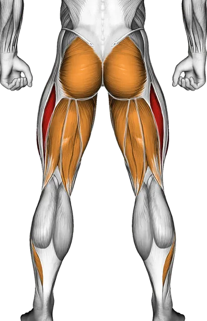 Kettlebell Goblet Squat — Muscles worked: Quadriceps, Glutes, Abductors, Adductors, Hamstrings, Calves (Back)