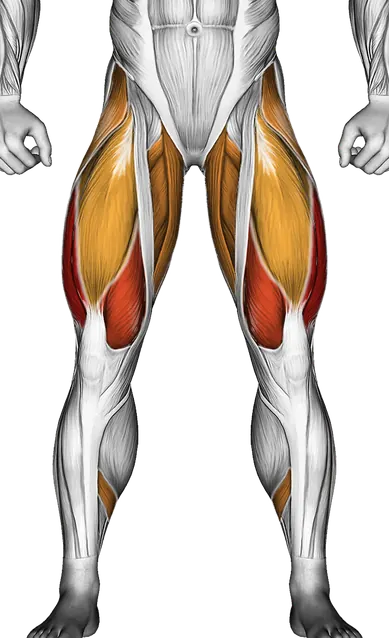 Kettlebell Goblet Squat — Muscles worked: Quadriceps, Glutes, Abductors, Adductors, Hamstrings, Calves (Front)