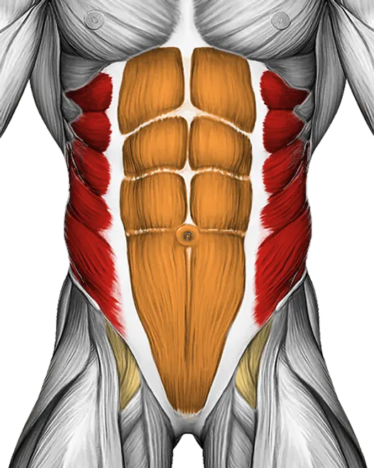 Band Side Bend — Muscles worked: Obliques, Core