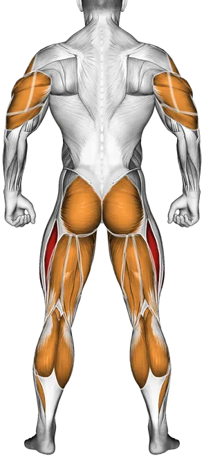 Barbell Power Jerk — Muscles worked: Quadriceps, Chest, Front delts, Side delts, Triceps, Glutes, Adductors, Hamstrings, Calves (Back)
