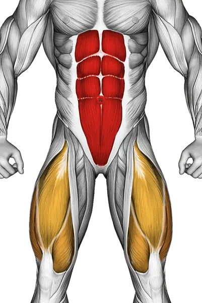 Dead Bug — Muscles worked: Core, Glutes, Quadriceps (Front)