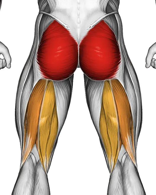Hip Thrusts — Muscles worked: Glutes, Hamstrings