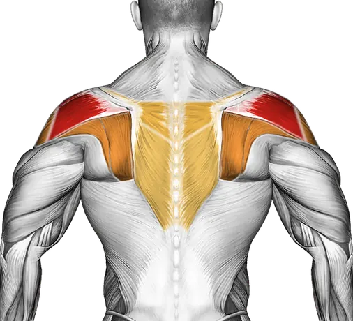 Dumbbell Standing Scapular External Rotation — Muscles worked: Rear delts, Side delts, Upper back (Back)