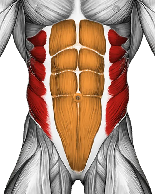 Twisting Crunch — Muscles worked: Obliques, Core