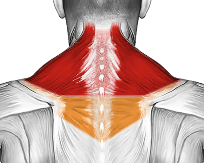 Cable Shrug — Muscles worked: Traps, Upper back