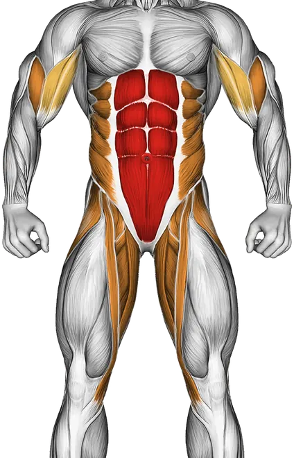 Gorilla Chin — Muscles worked: Core, Biceps, Obliques, Abductors, Quadriceps, Adductors