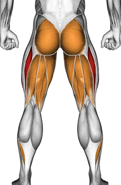 Sit (Wall) — Muscles worked: Quadriceps, Glutes, Adductors, Hamstrings, Calves (Back)