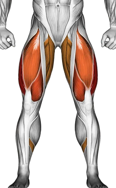 Sit (Wall) — Muscles worked: Quadriceps, Glutes, Adductors, Hamstrings, Calves (Front)