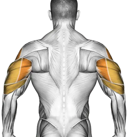 Barbell Seated Overhead Press — Muscles worked: Front delts, Serratus, Side delts, Triceps (Back)
