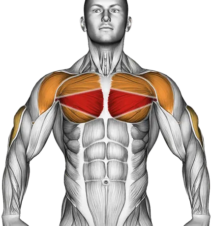Lay Down Push-Up — Muscles worked: Chest, Front delts, Triceps (Front)