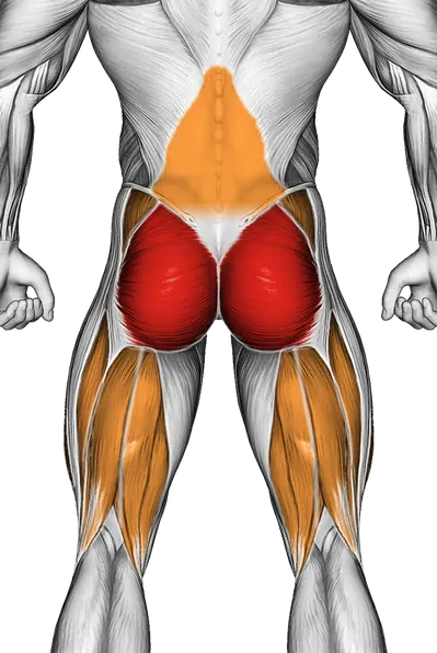 Bent Knee Back to Side Kick — Muscles worked: Glutes, Lower back, Abductors, Quadriceps, Hamstrings (Back)