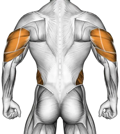 Elbow Up and Down Dynamic Plank — Muscles worked: Core, Chest, Front delts, Triceps, Obliques, Abductors (Back)