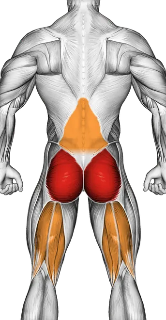Bird Dog — Muscles worked: Glutes, Front delts, Lower back, Hamstrings (Back)